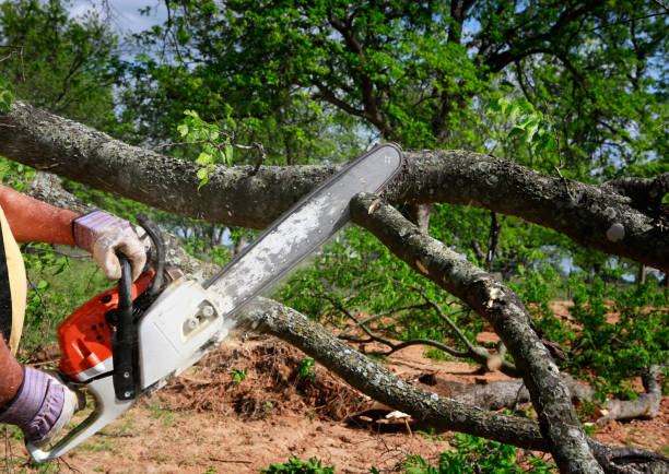 Organic Lawn Care Solutions in Belvedere Park, GA